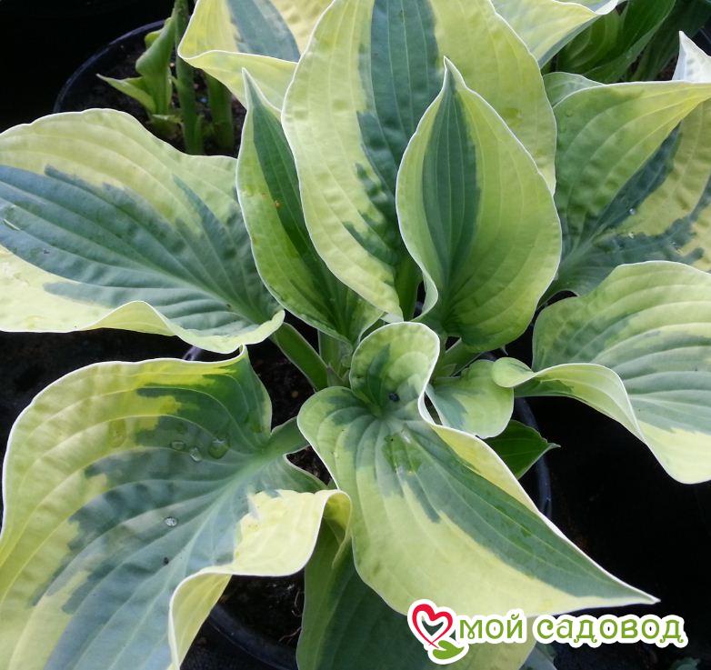 Хоста Вайд Брим