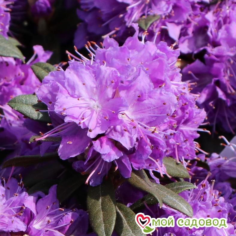 Азалия/Рододендрон Блю Сильвер