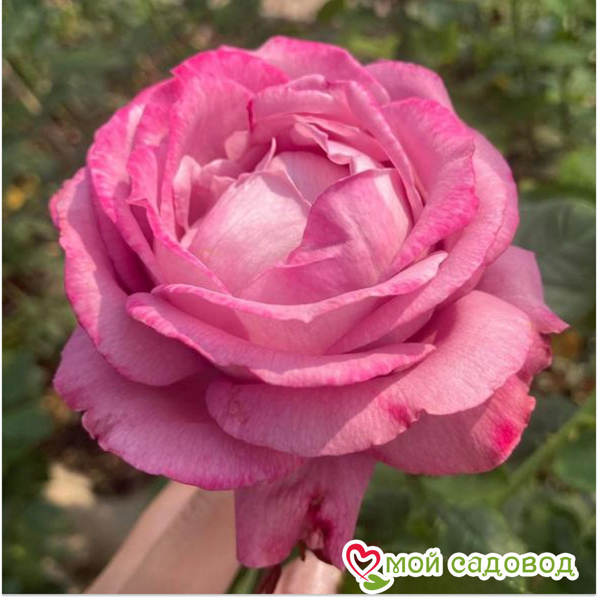 Роза чайно-гибридная Блу Ривер