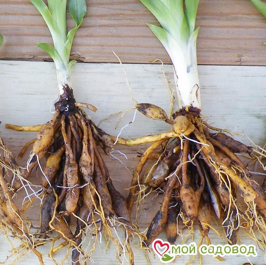 Лилейник Альпийский Пик